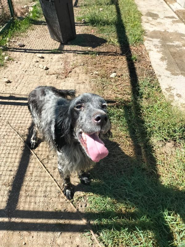 MIRKO, SPLENDIDO GIOVANE SETTER, CERCA FAMIGLIA Foto 5